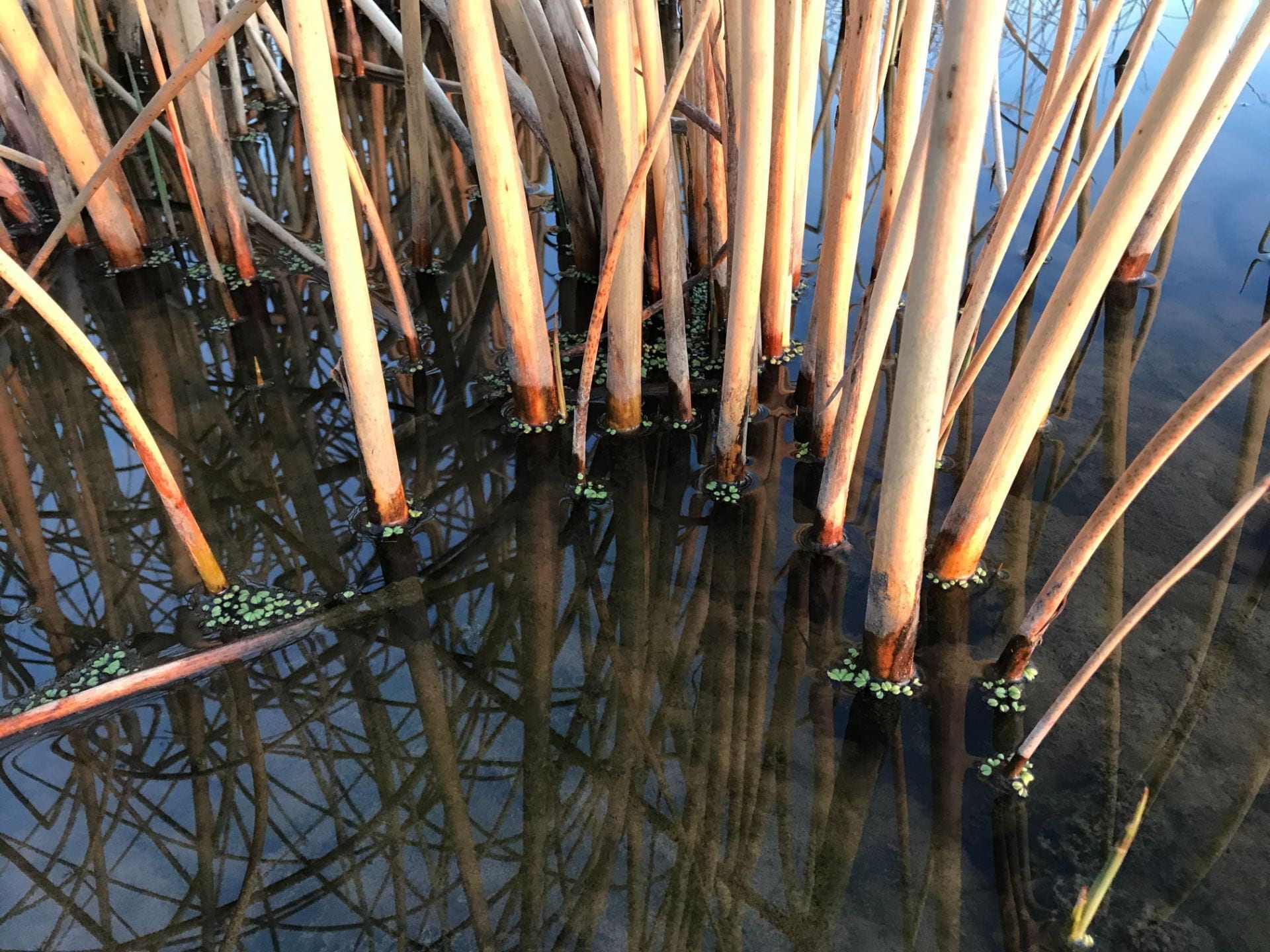 reeds reflected in water